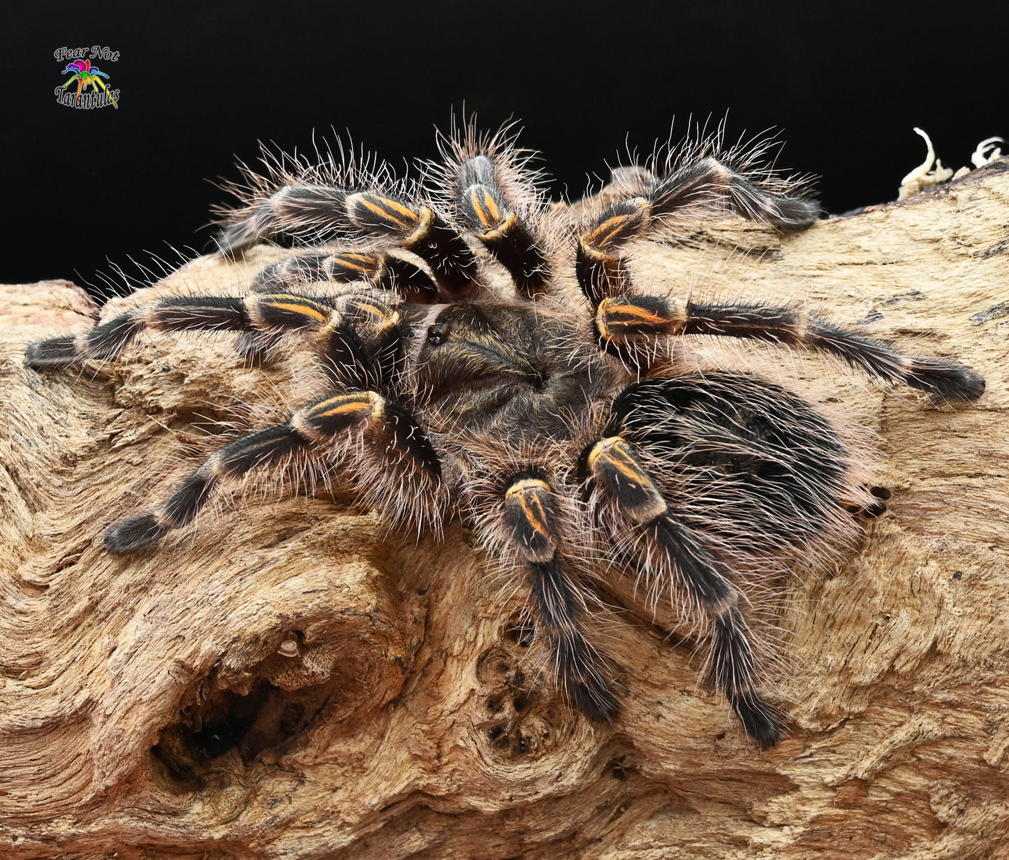 Grammostola pulchripes (Chaco Golden Knee Tarantula) about 1/2" - 3/4" FREE for orders $125.00 and over. (after discounts and does not include shipping) One freebie per shipment. - Fear Not Tarantulas, Inc. Grammostola pulchripes (Chaco Golden Knee Tarantula) about 1/2" - 3/4" FREE for orders $125.00 and over. (after discounts and does not include shipping) One freebie per shipment.