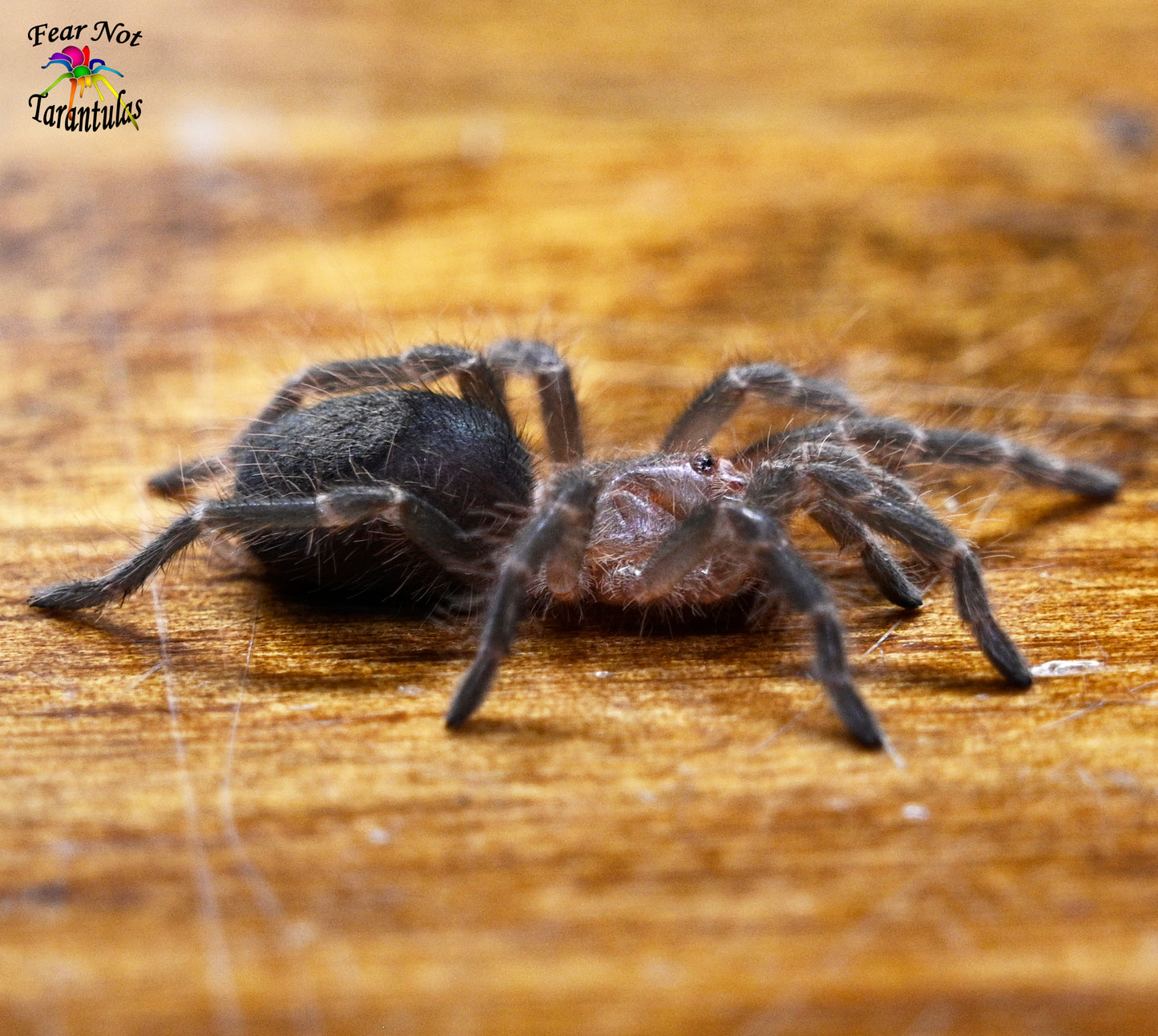 Grammostola pulchripes (Chaco Golden Knee) about 1"🕷️🕷️👀👀  Has stripes on legs!