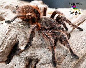 Grammostola rosea RCF (Chilean Rose Tarantula) Red Color Form about  3/4"