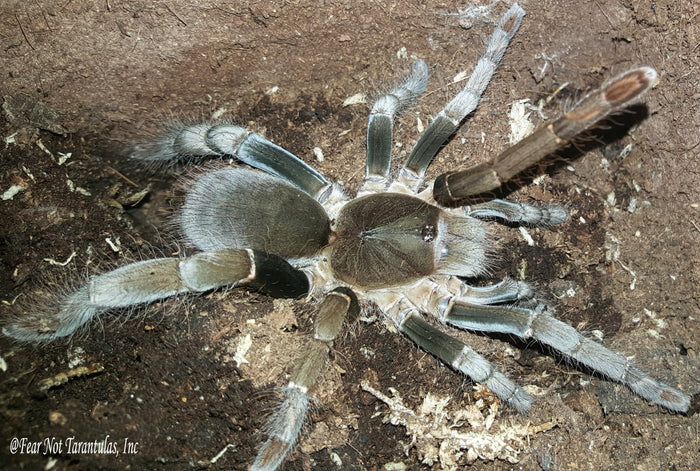 Hysterocrates gigas  (Cameroon Red Baboon Spider) MALE about 2"