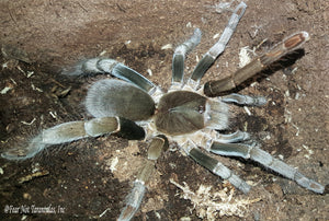 Hysterocrates gigas  (Cameroon Red Baboon Tarantula) about 2" - 2 1/2" LARGER   This species can be kept communally.