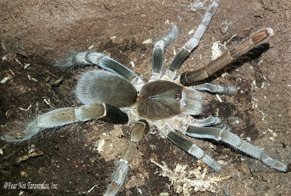 Hysterocrates gigas (Cameroon Red Baboon Tarantula) about 1/2"  FREE with orders $75 and over.  (after discounts and does not include shipping) One freebie per shipment.