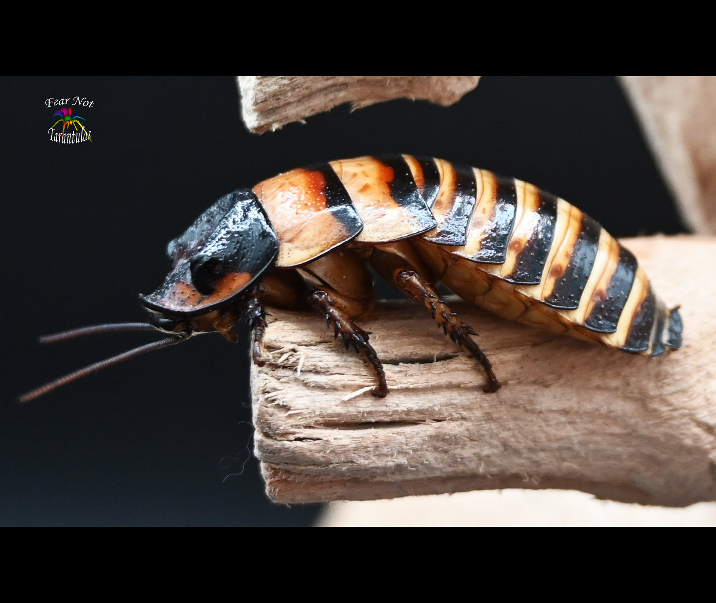 Halloween hissing roach (Elliptorhina javanica) about 1/4"-1" youngster Count of 5. *CANNOT BE SHIPPED TO FLORIDA*