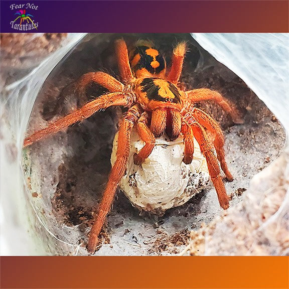 Hapalopus formosus was Hapalopus sp. Colombia (Pumpkin Patch Tarantula) "Large" about 1/4 - 1/3" COMING SOON! SIGN UP FOR AN EMAIL ALERT