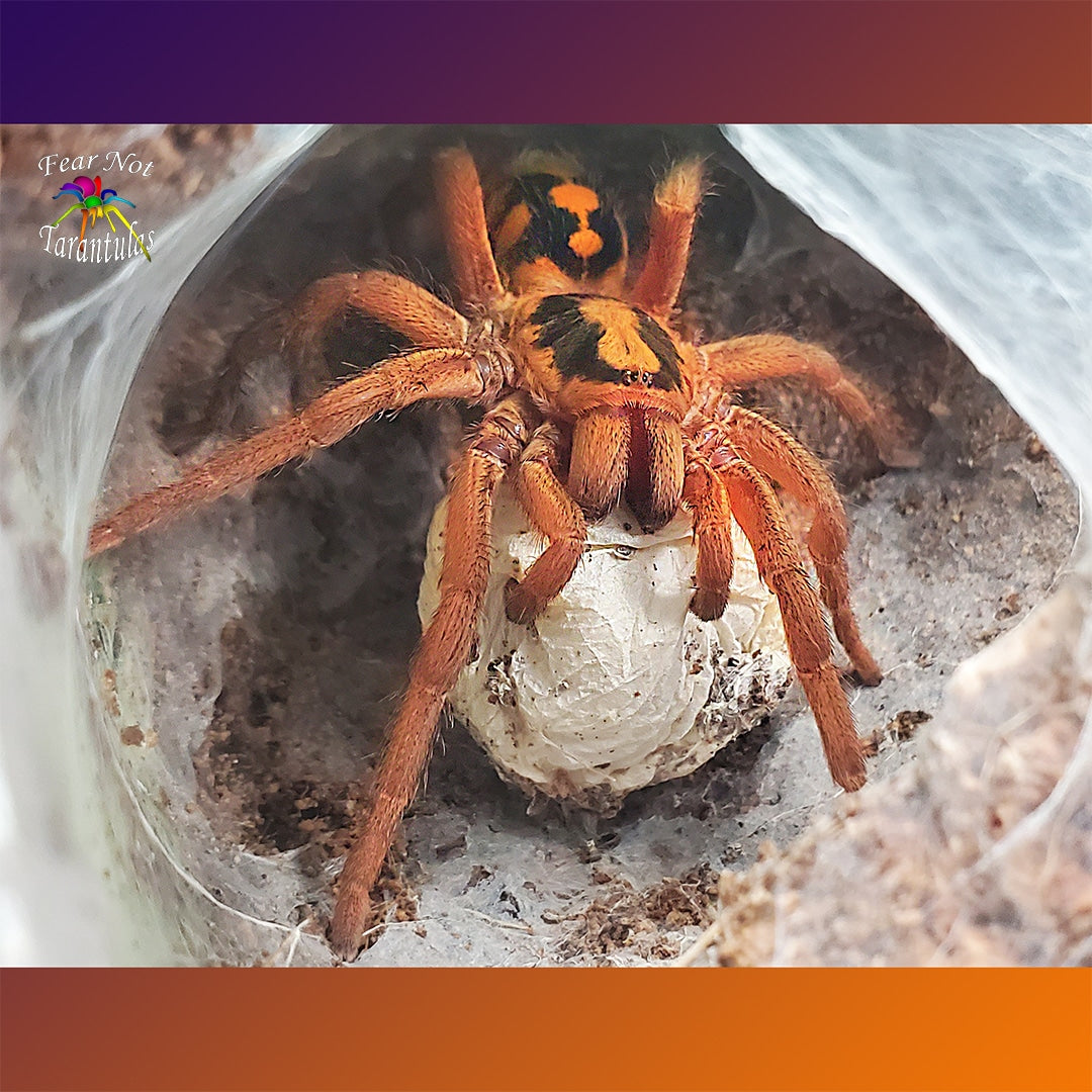 Hapalopus formosus (Pumpkin Patch Tarantula) "Large" about 1/8" - 1/4"