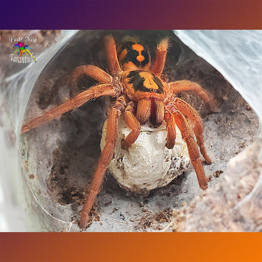 Hapalopus sp. Colombia   (Pumpkin Patch Tarantula) "Large"  about 1/8" Olympic Champion! *One per shipment