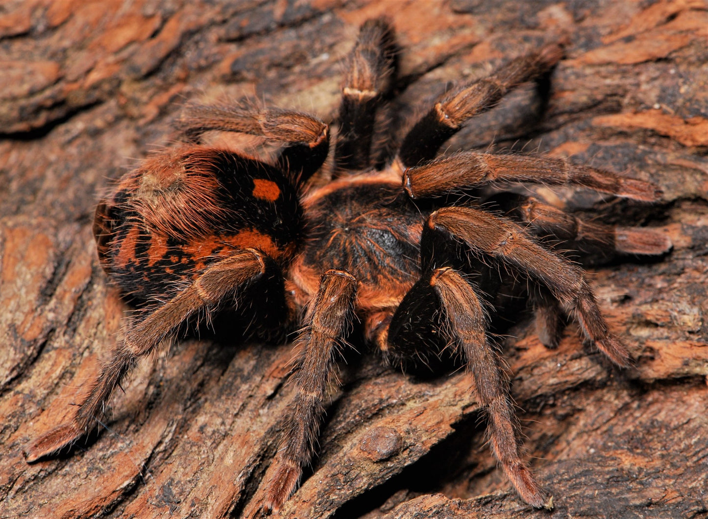 Hapalopus guerreroi (Speckle Patch Guerilla Tarantula) formerly H. vangoghi, formerly H. sp. Guerilla about 3/4" - 1" Well started!!