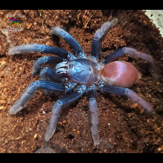 Haploclastus devamatha (Polychromatic psychedelicus Earth Tiger) Tarantula about 1" - 1 1/4" COMING SOON! SIGN UP FOR AN EMAIL ALERT