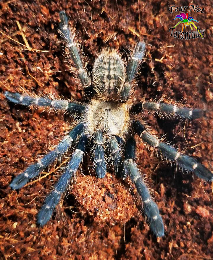 malaysian tarantula