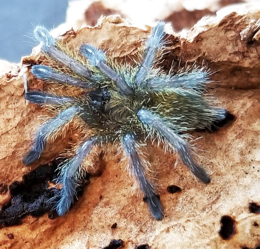 Harpactira namaquensis (Bronze Baboon Tarantula)  about 1 1/4"