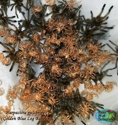 Harpactira pulchripes (Golden Blue Leg Baboon Tarantula) about 3/4" FREE for orders $350.00 and over. (after discounts and does not include shipping) One freebie per shipment.