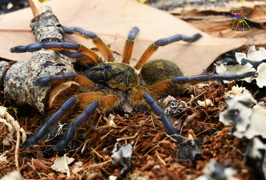 Harpactira pulchripes (Golden Blue Leg Baboon Tarantula) about 3/4" FREE for orders $350.00 and over. (after discounts and does not include shipping) One freebie per shipment.