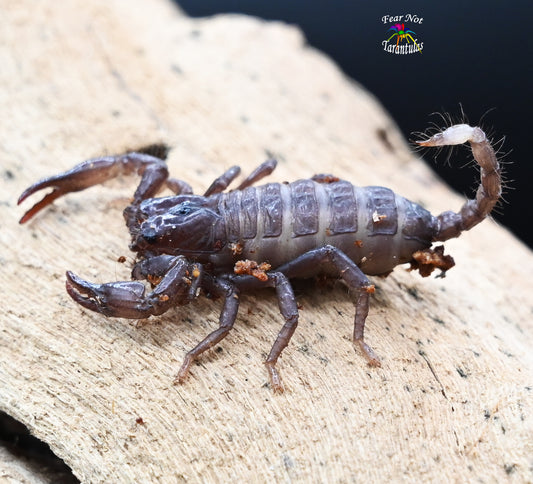 Heterometrus spinifer (Asian Forest Scorpion) about 1"