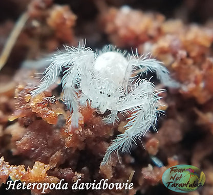 Heteropoda davidbowie (David Bowie Huntsman Spider)  about 1" - 1 1/4"  They have orange coloration already.