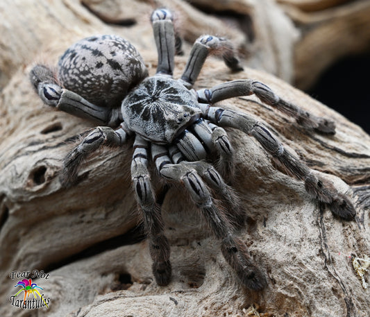 Heteroscodra maculata (Togo Starburst Tarantula) about 3/4" - 1"