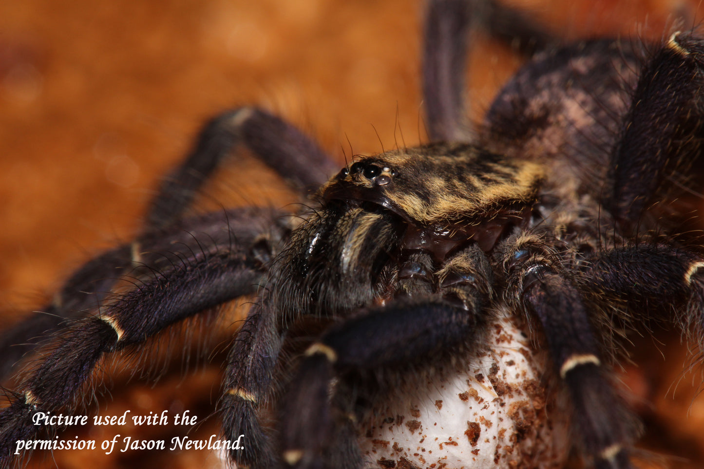 Heterothele gabonensis (Gabon Blue Dwarf Baboon Tarantula) about 1"