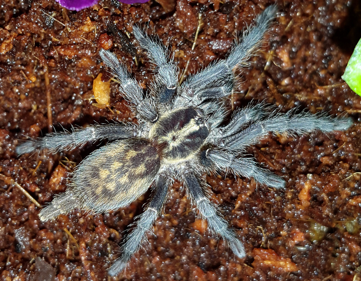 Heterothele villosella (Tanzanian Chestnut Baboon Tarantula) a beautiful dwarf about  1/2"