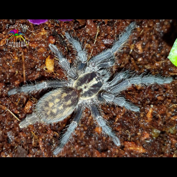 Heterothele villosella (Tanzanian Chestnut Baboon Tarantula) nearly 1/3"  FREE for orders $150 and over!  (after discounts and does not include shipping) One freebie per shipment.