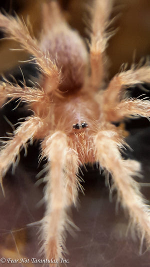 Neoholothele incei - Gold Form (Trinidad Olive)  about 1/2" - 3/4"