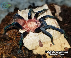 Holothele longipes (was sanguiniceps)  (Trinidad Pink Tarantula) 3/4" FREE for orders $150 and over. (after discounts and does not include shipping) One freebie per shipment.