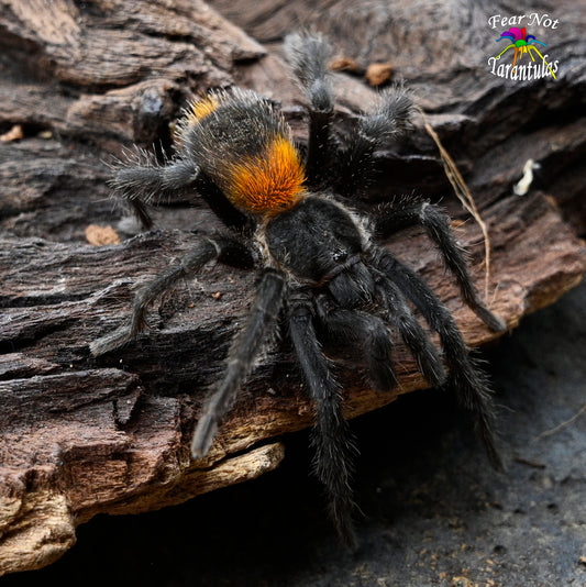 Homoeomma chilense (ex chilensis)  was Euathlus sp. red  (Chilean Flame Tarantula)  about 1/2" - 3/4" They are not quite 1 year old!