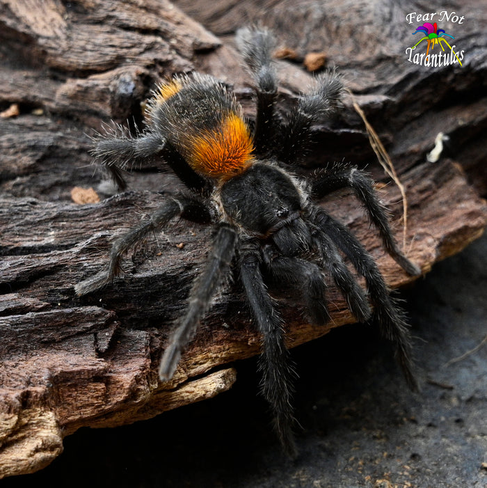 Homoeomma chilense (ex chilensis)  was Euathlus sp. red  (Chilean Flame Tarantula)  about 1/2" - 3/4" They are over 1 year old!