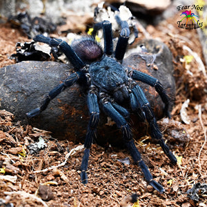 Thrixopelma longicolli (Peru Blue) was Homoeomma about 1 1/4" IN STORE ONLY DUE TO BEING TOO NEAR MOLTING TO SHIP