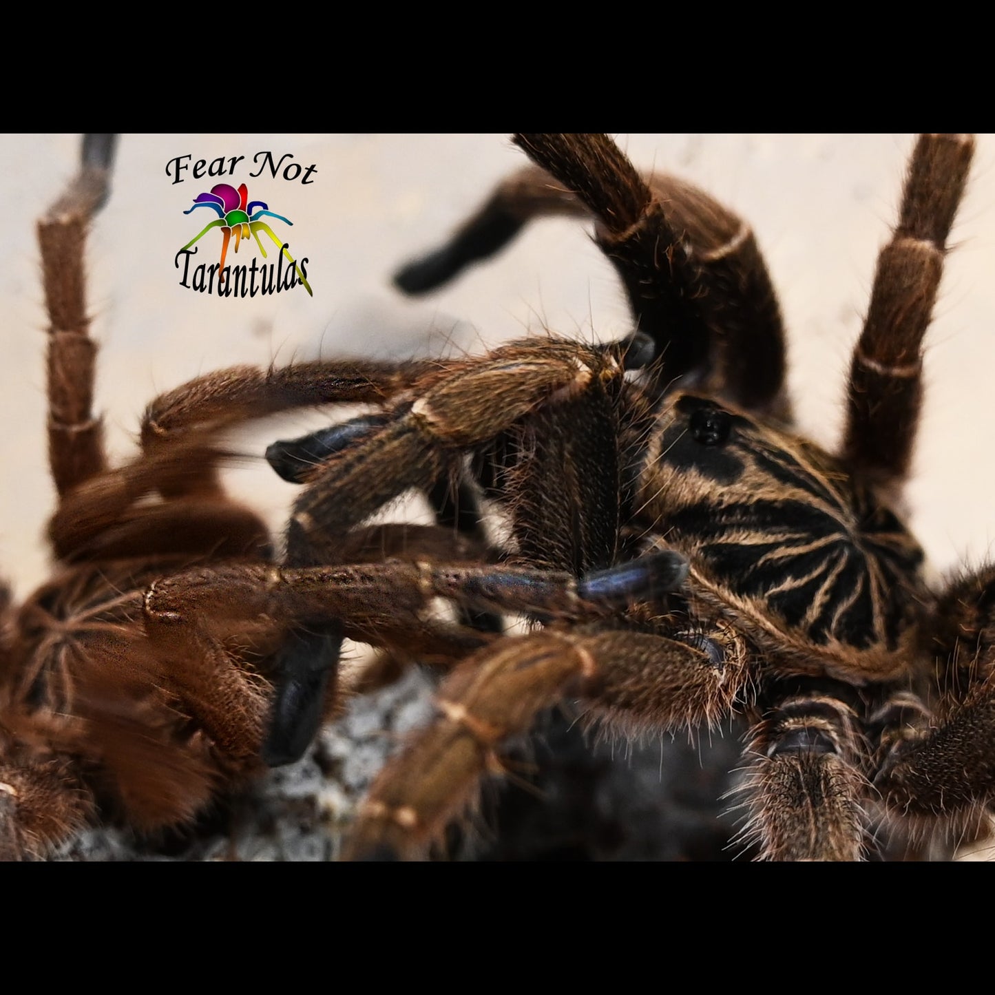 Idiothele mira (Blue Foot Baboon Tarantula) Makes a trapdoor! about 1/2" - 3/4"
