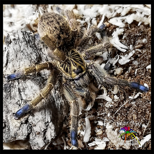 Idiothele mira (Blue Foot Baboon Tarantula) Makes a trapdoor! about 1/2" - 3/4"
