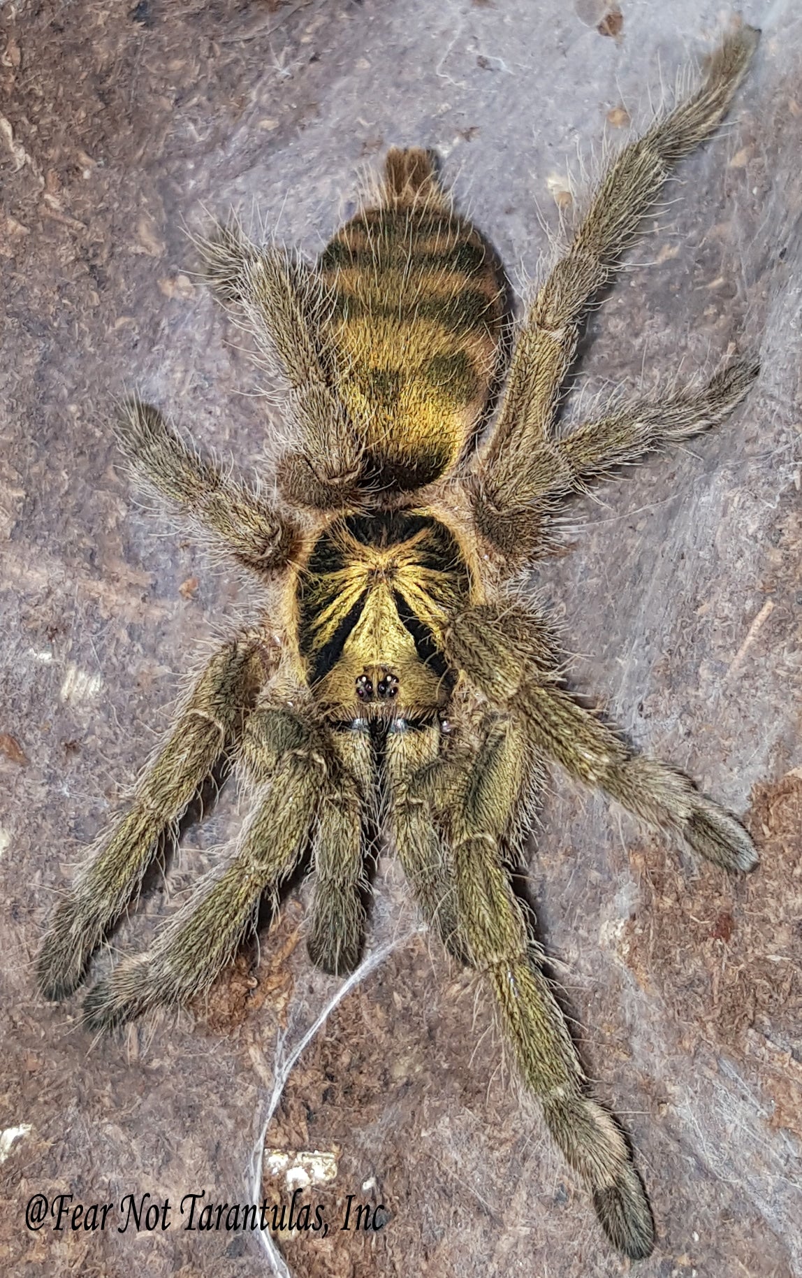 Neoholothele incei "Olive" Form  (Trinidad Olive) about 3/4"  FREE for orders $200.00 and over. (after discounts and does not include shipping) One freebie per shipment.