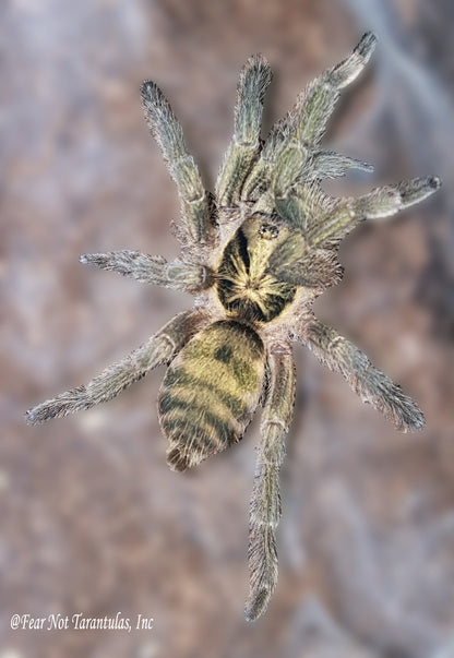 Neoholothele incei "Olive" Form  (Trinidad Olive) about 3/4"  FREE for orders $200.00 and over. (after discounts and does not include shipping) One freebie per shipment.
