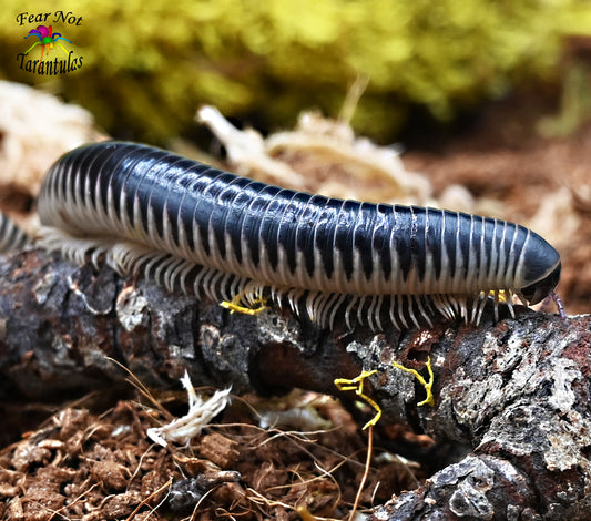 Ivory Millipede (Chicobolus spinigerus) about 2" - 4"