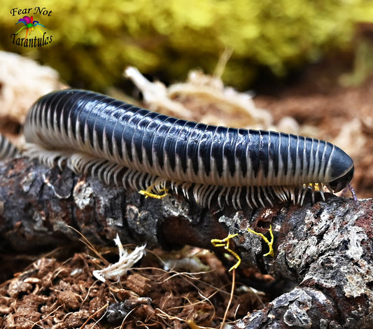 Ivory Millipede (Chicobolus spinigerus) about 2" - 4" FREE with orders $75 and over.  (after discounts and does not include shipping) One freebie per shipment.