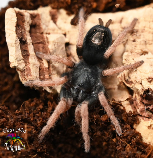 Kochiana brunnipes (Dwarf Pink Leg Tarantula) about 1/8" - 1/4"  Beautiful dwarf species! FREE for orders over $125! (after discounts and does not include shipping) One freebie per shipment.