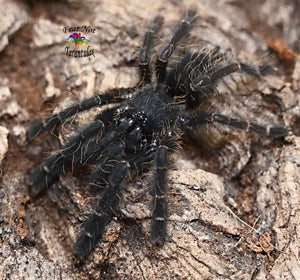 Phormingochilus arboricola (Borneo Black) Tarantula about  1"