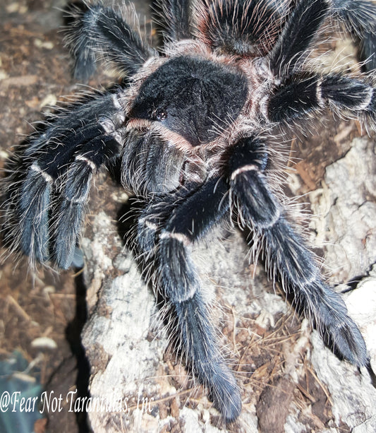 Lasiodora benedeni (Brazilian Fire Red Birdeater Tarantula) about 1/4" - 1/2"  Fast growers and very hardy!