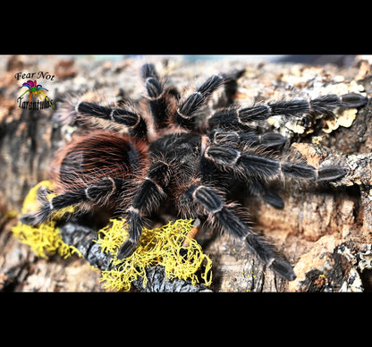 Lasiodora klugi (Bahia Scarlet Tarantula) about about 1/3" - 1/2" RARE!!!  FREE for orders $100.00 and over. (after discounts and does not include shipping) One freebie per shipment.