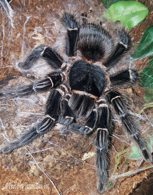 Lasiodora parahybana (Brazilian Salmon Pink Birdeater Tarantula) about  1/3"  FREE for orders $50 and over. (after discounts and does not include shipping) One freebie per shipment.