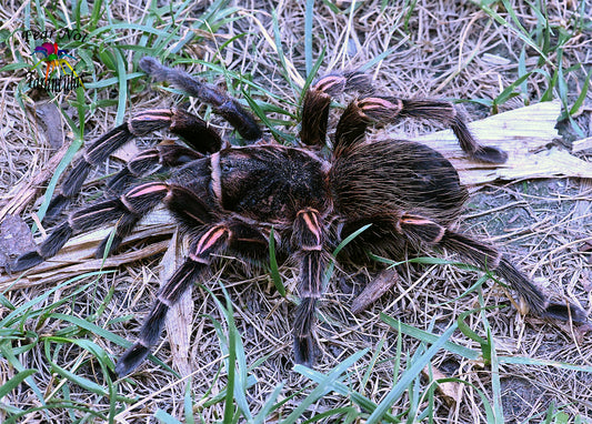 Lasiodorides striatus (Peruvian Orange-striped Tarantula) 1/2" - 3/4"