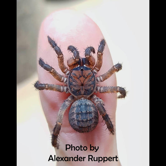 Liphistius ornatus Trapdoor Spider from Thailand *Super Cool!  about 1" - 1 1/2"