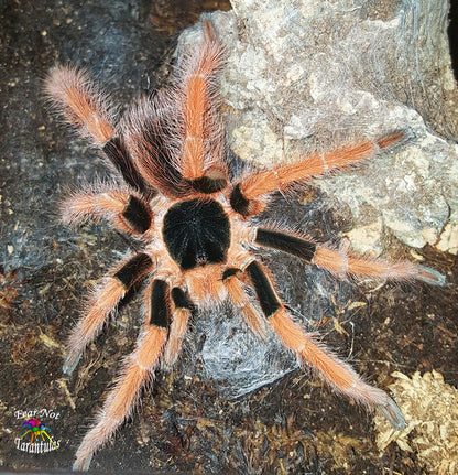 Megaphobema robustum (Colombian Giant Redleg Tarantula) about 1 3/4" - 2"