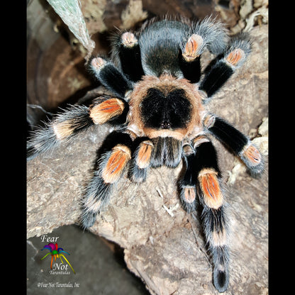 Brachypelma hamorii (Mexican Redknee Tarantula) about 1/2"