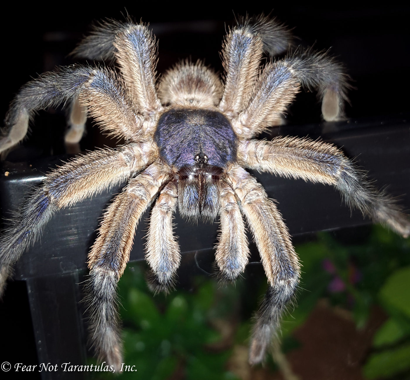 Monocentropus balfouri (Socotra Island Blue Baboon Tarantula) about 3