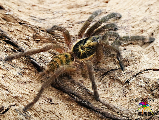 Neoholothele incei (Trinidad Olive Tarantula) around 2" Adult FEMALE