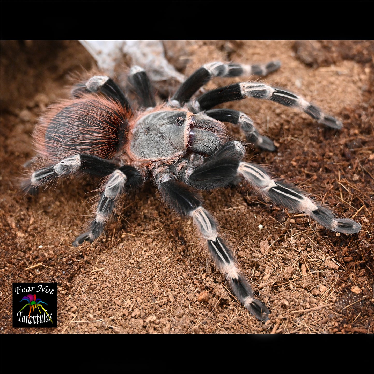 Vitalius (Ex Nhandu) chromatus (Brazilian Red & White Tarantula) about 1/3" - 1/2" *FREE for orders $75 and over!  (after discounts and does not include shipping) One freebie per shipment.