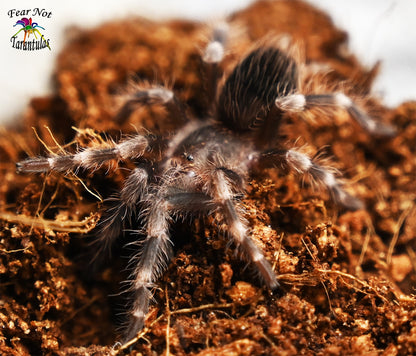 Nhandu coloratovillosus (Brazilian Black and White Tarantula) about 2"-3" 💙MALE💙