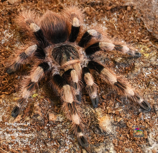 Nhandu coloratovillosus (Brazilian Black and White Tarantula) about 1 3/4 - 2" 💙MALE💙