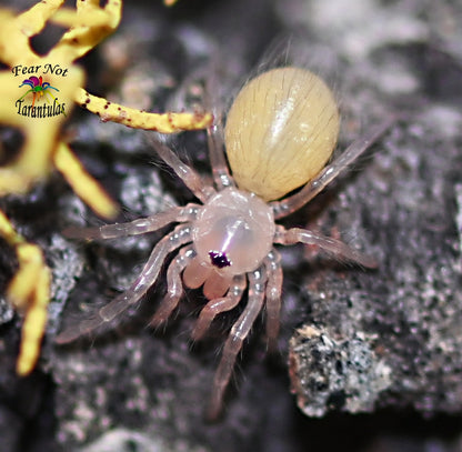 Nhandu tripepii (Brazilian Giant Blonde Tarantula) about 1/3" - 1/2" 😍💖 Feel The Love! READY FEB 3RD