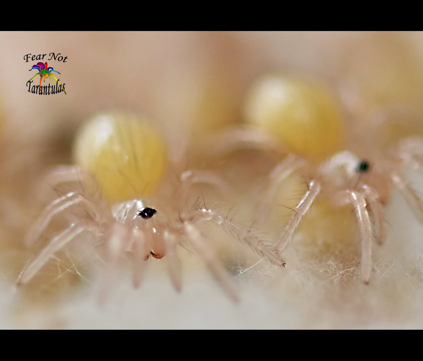 Nhandu tripepii (Brazilian Giant Blonde Tarantula) about 1/3" - 1/2" 😍💖 Feel The Love! READY FEB 3RD