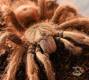 Nhandu tripepii (Brazilian Giant Blonde Tarantula) 2" - 2 1/2" juveniles These are about 1 1/2 years old. IN STORE ONLY DUE TO BEING TOO NEAR MOLTING TO SHIP